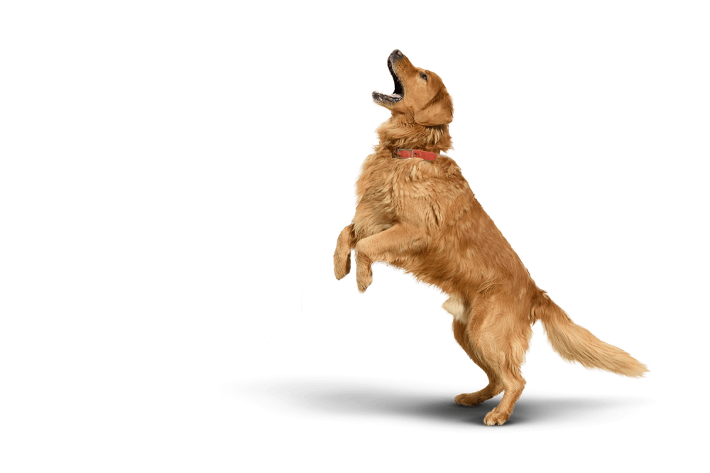 chien-education-canine