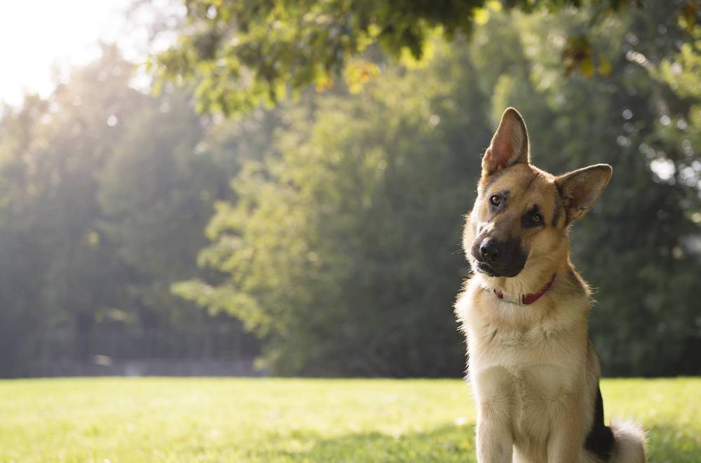 comportementaliste-canin