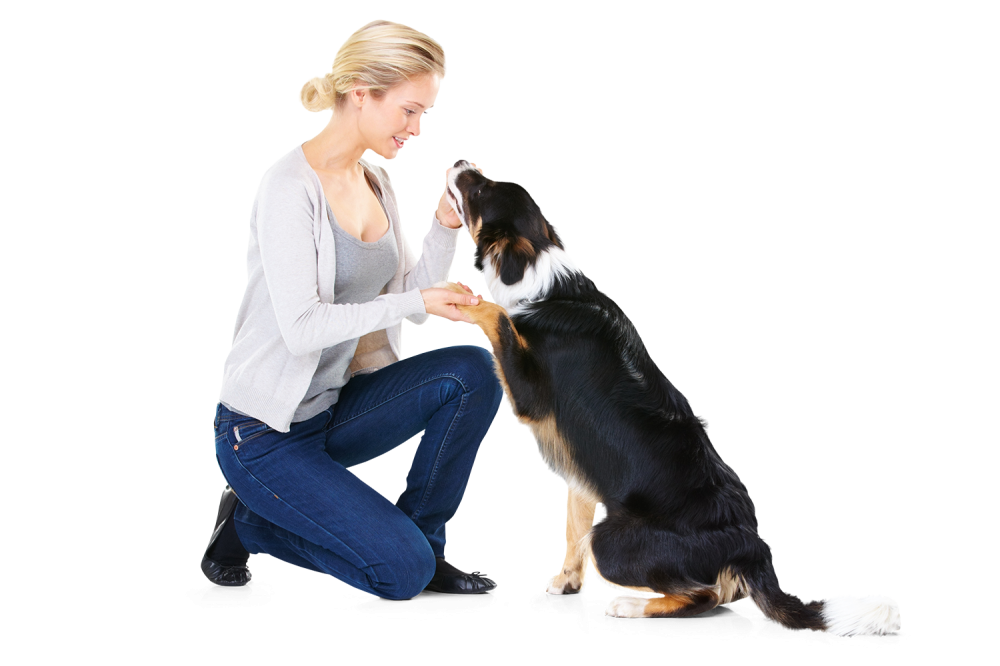 reeducation-comportemental-canin