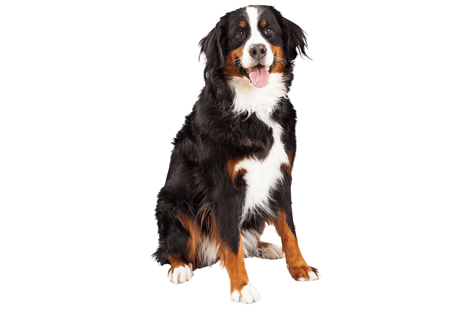 chien