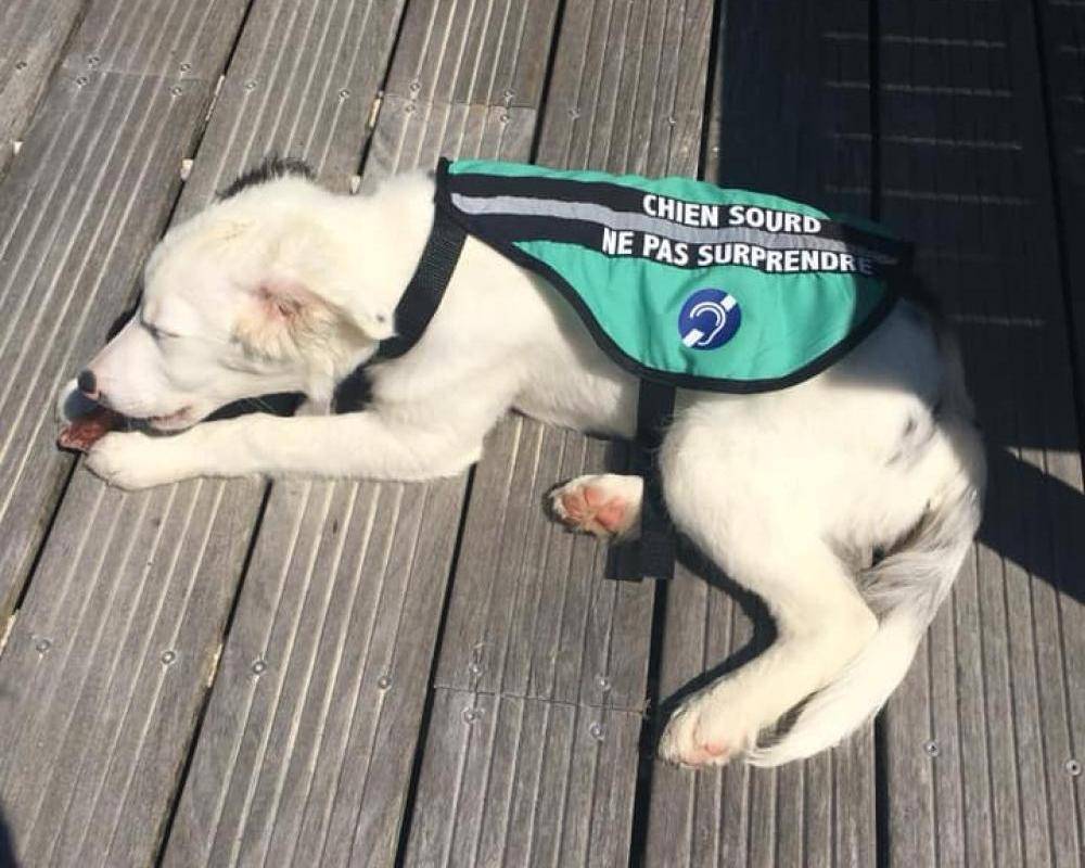 Cercle Canin Entre 2 mers