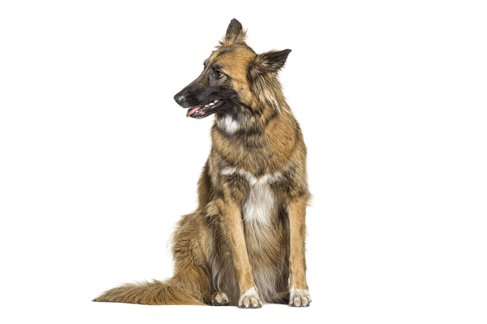 malinois-centre-education-pedagogique