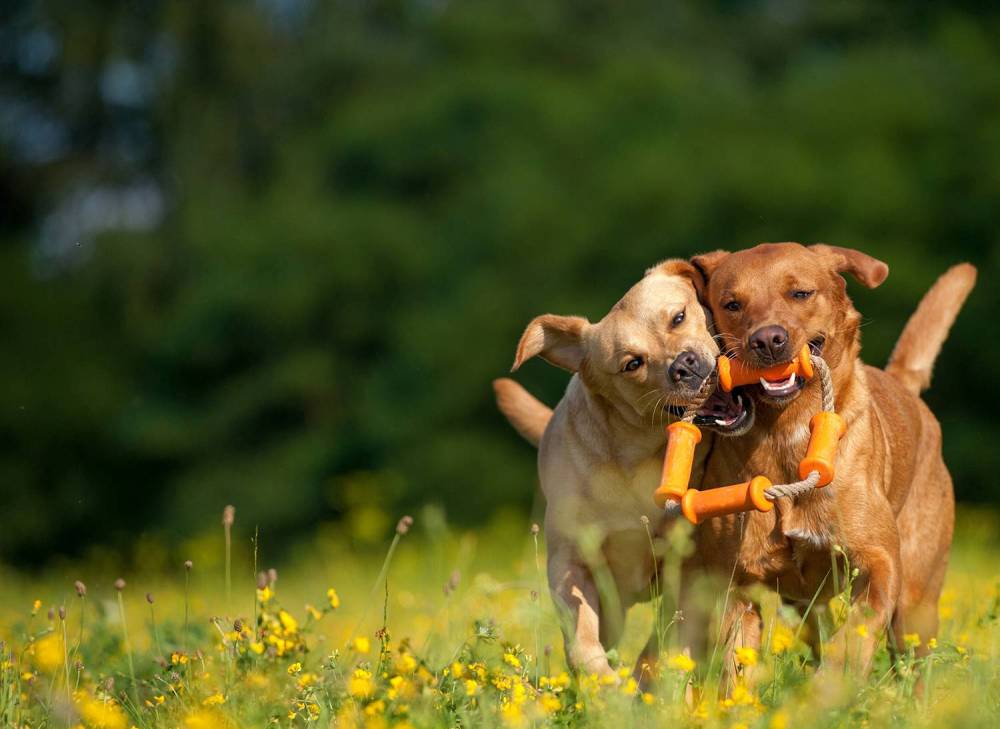 formation canine Langon